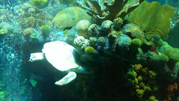 Riesenschildkröte auf Tauchfahrt