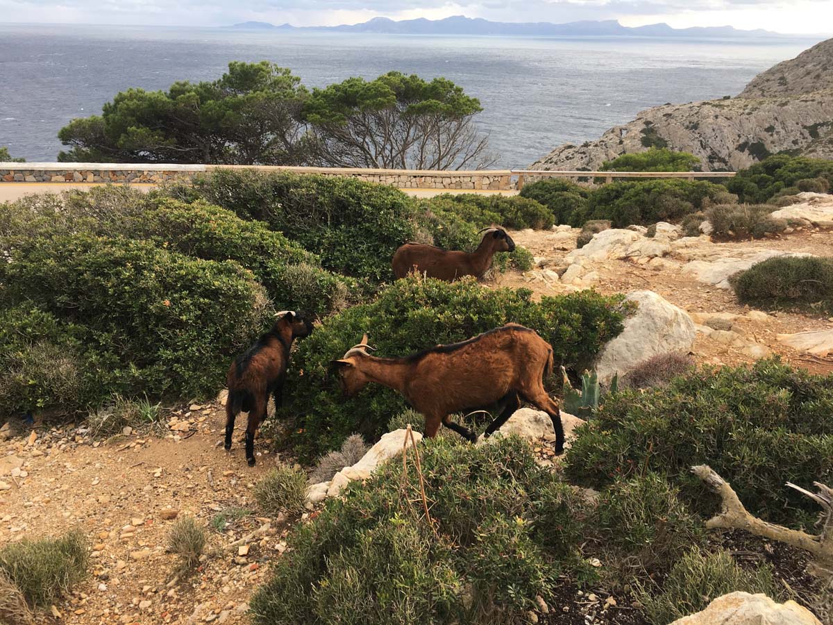 mallorca ziegen